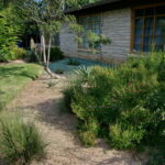 Another image of the bed near the house where you'll find the red sage in bloom along with a few Mexican feather grasses.