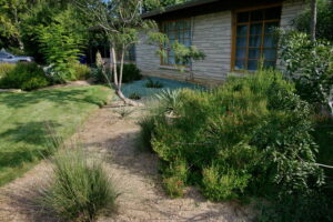 Another image of the bed near the house where you'll find the red sage in bloom along with a few Mexican feather grasses.