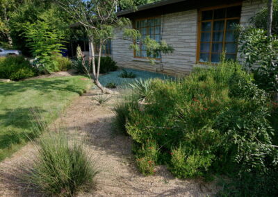 Another image of the bed near the house where you'll find the red sage in bloom along with a few Mexican feather grasses.