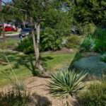 This photo shows a bed with a spiked variegated yucca and silver pony foot filling up the crushed granite.