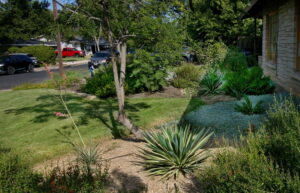 This photo shows a bed with a spiked variegated yucca and silver pony foot filling up the crushed granite.