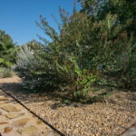 Th photo depicts three large native bushes near the sone walkway and front curb.