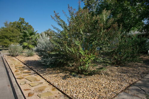 Th photo depicts three large native bushes near the sone walkway and front curb.