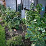 An image depicting the shade bed close to the brick facade. In the flower bed you'll find Leopard plants, blackfoot daisies, white salvia, trailing white lantana, and a Turks Cap bush with white flowers.