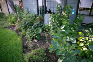 An image depicting the shade bed close to the brick facade. In the flower bed you'll find Leopard plants, blackfoot daisies, white salvia, trailing white lantana, and a Turks Cap bush with white flowers.