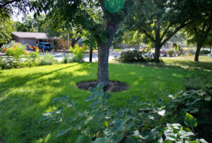 Photo taken of the front yard with a perspective from front porch. The image shows a large green space with zoysia grass and a medium pecan tree.