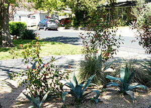 A close up view of the blue agaves with their large spiked leaves.