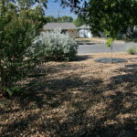 An image of the gravel yard and a silver Texas Sage Bush with lavender flowers.