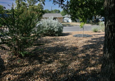 An image of the gravel yard and a silver Texas Sage Bush with lavender flowers.