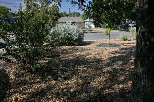 An image of the gravel yard and a silver Texas Sage Bush with lavender flowers.