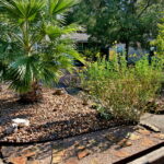 An image of a large Mexican Fan palm tree.