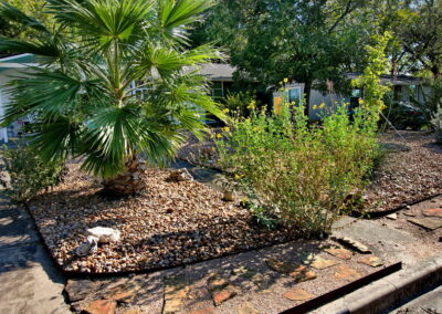 An image of a large Mexican Fan palm tree.