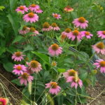 A close up view of purple coneflowers with orange centers.