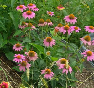 A close up view of purple coneflowers with orange centers.