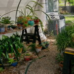 A view of the side yard greenhouse with shade plants and a variety of flower pots filled with succulents.