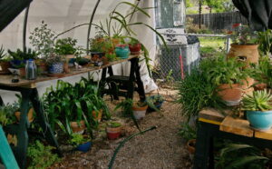 A view of the side yard greenhouse with shade plants and a variety of flower pots filled with succulents.