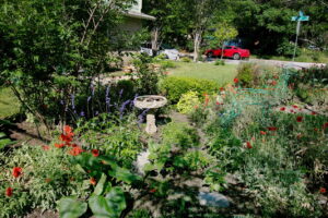 A view of the bird bath surrounded by blue salvia, red poppies, and a Mountain Laurel.