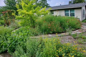 Another view of the beds with coral and yellow colored lantana.
