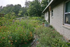 View of the walkway close to the house with pink, white, and orange pollinator plants.