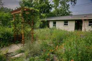 A side view of the wooden pergola with orange trumpet vines cascading over the side.