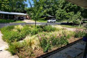 A view from the front porch looking out over the meadow garden. It is anchored by a small oak tree. The bed contains, native grasses, pink coneflowers, yellow lantana, bulbine and several shades of salvia. A flower bed that attracts bees and butterflies.