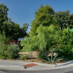 A view of thee front right corner of yard with several drought tolerant plants and trees including: Texas sage, desert willow, pride of barbados, agave, yuccas, coral bell, and a feathery Palo Verde.