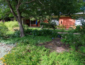 A view of the shade tree n the middle of yard surrounded by trailing yellow and white lantana.