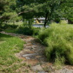 A view of the stone pathway which winds it s way through the yard and curves around the flower beds. It is lined with green grass to the left and bamboo muhly to the right.