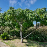 A view of a mature Chinese Pistache tree with several blossoms gracing the tree.