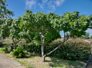 A view of a mature Chinese Pistache tree with several blossoms gracing the tree.