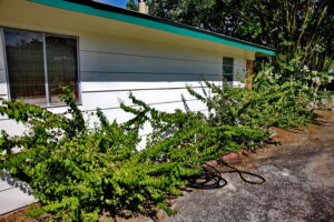 A side yard with several large bougainvillea in their dormant phase.