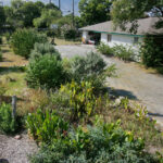 A birds eye view of the large side yard which contains several species of native bushes and flowers. You'll find Texas sage, plumbago, lantana, crepe myrtles, rose bushes, and a variety of cannas.