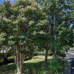 A depiction of a large crepe myrtle tree which is multi trunked with light pink flowers in bloom.