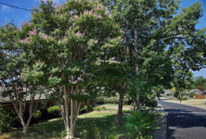 A depiction of a large crepe myrtle tree which is multi trunked with light pink flowers in bloom.