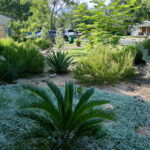 A bed near the home with a large sago palm surrounded by silver pony foot.