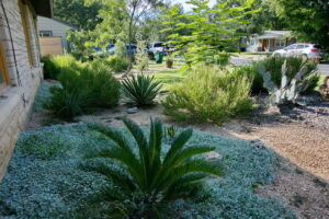 A bed near the home with a large sago palm surrounded by silver pony foot.