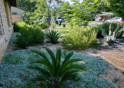 A bed near the home with a large sago palm surrounded by silver pony foot.