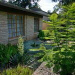 This image depicts a yucca in full bloom with a beautiful full spike of creamy yellow flowers. It is anchored by a pride of Barbados to the left.