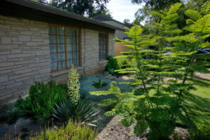 This image depicts a yucca in full bloom with a beautiful full spike of creamy yellow flowers. It is anchored by a pride of Barbados to the left.