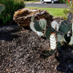 This image shows a large rock placed on a higher mound of dirt near the front door. The bed also contains a couple of prickly pear cacti.