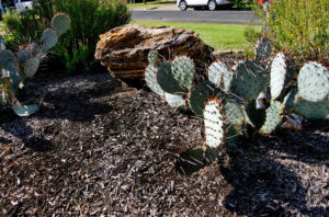 This image shows a large rock placed on a higher mound of dirt near the front door. The bed also contains a couple of prickly pear cacti.