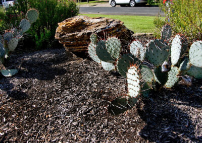 This image shows a large rock placed on a higher mound of dirt near the front door. The bed also contains a couple of prickly pear cacti.