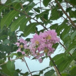 A close up image of a pink blossom on the crepe myrtle tree with the blue sky as a backdrop.