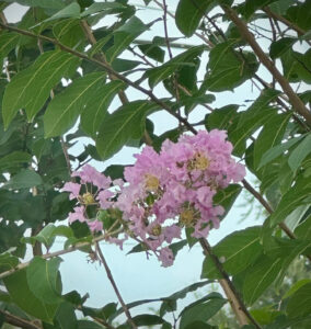 A close up image of a pink blossom on the crepe myrtle tree with the blue sky as a backdrop.