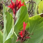 A close up view of a vibrant red canna with its broad green leaves.