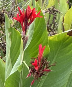 A close up view of a vibrant red canna with its broad green leaves.