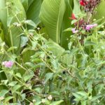 A close up of a confetti lantana with pink, white, and yellow flowers and a backdrop of green canna leaves.