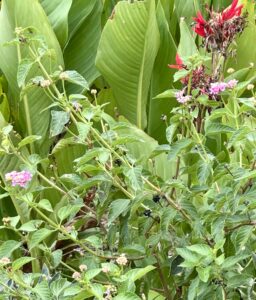 A close up of a confetti lantana with pink, white, and yellow flowers and a backdrop of green canna leaves.