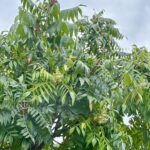 A close up view of the blossoms and leaf shapes of the Chinese Pistache tree with the blue sky serving as a back drop.