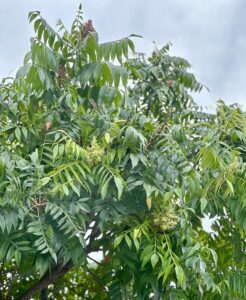 A close up view of the blossoms and leaf shapes of the Chinese Pistache tree with the blue sky serving as a back drop.